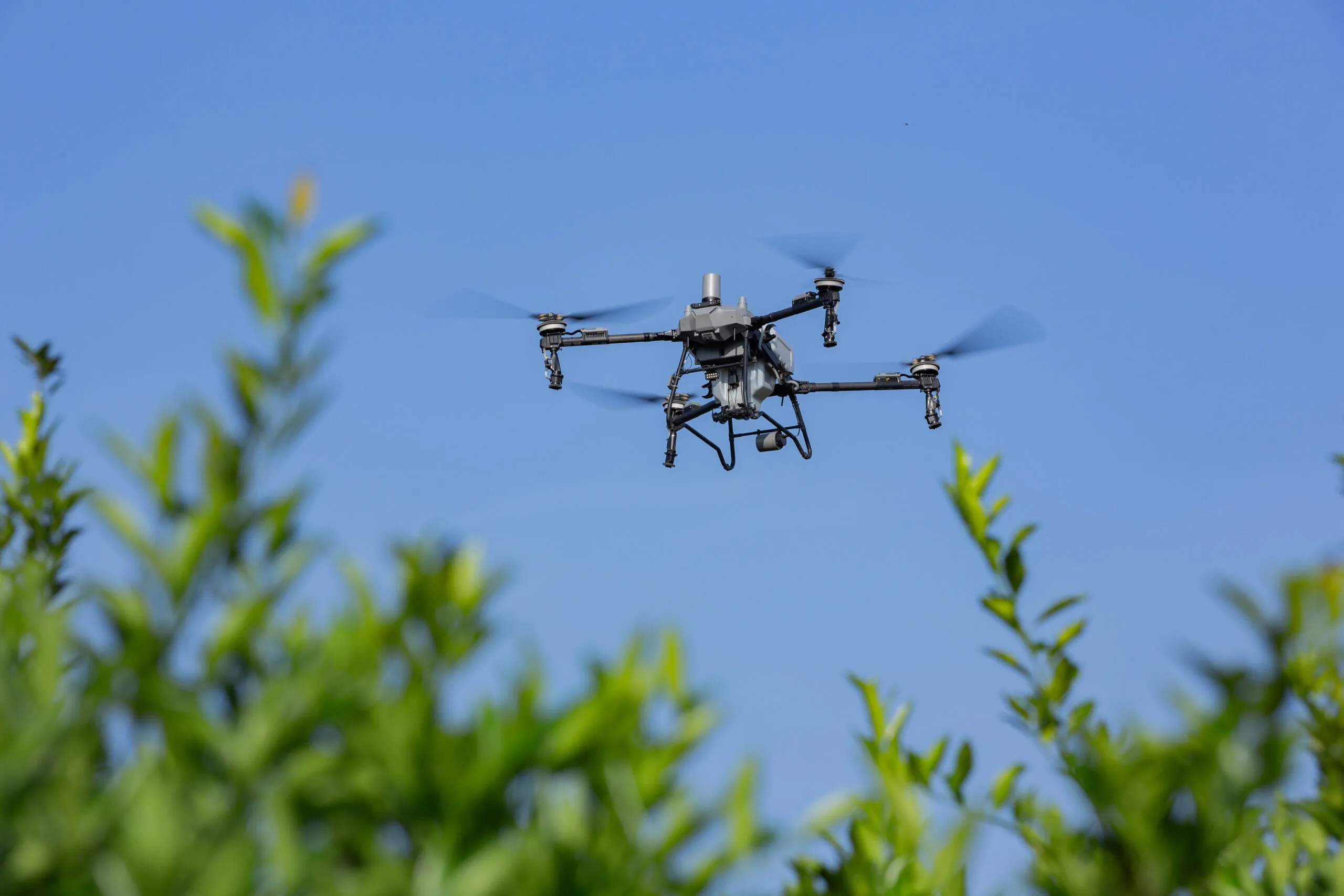 DJI Agras T70P spraying a lychee orchard