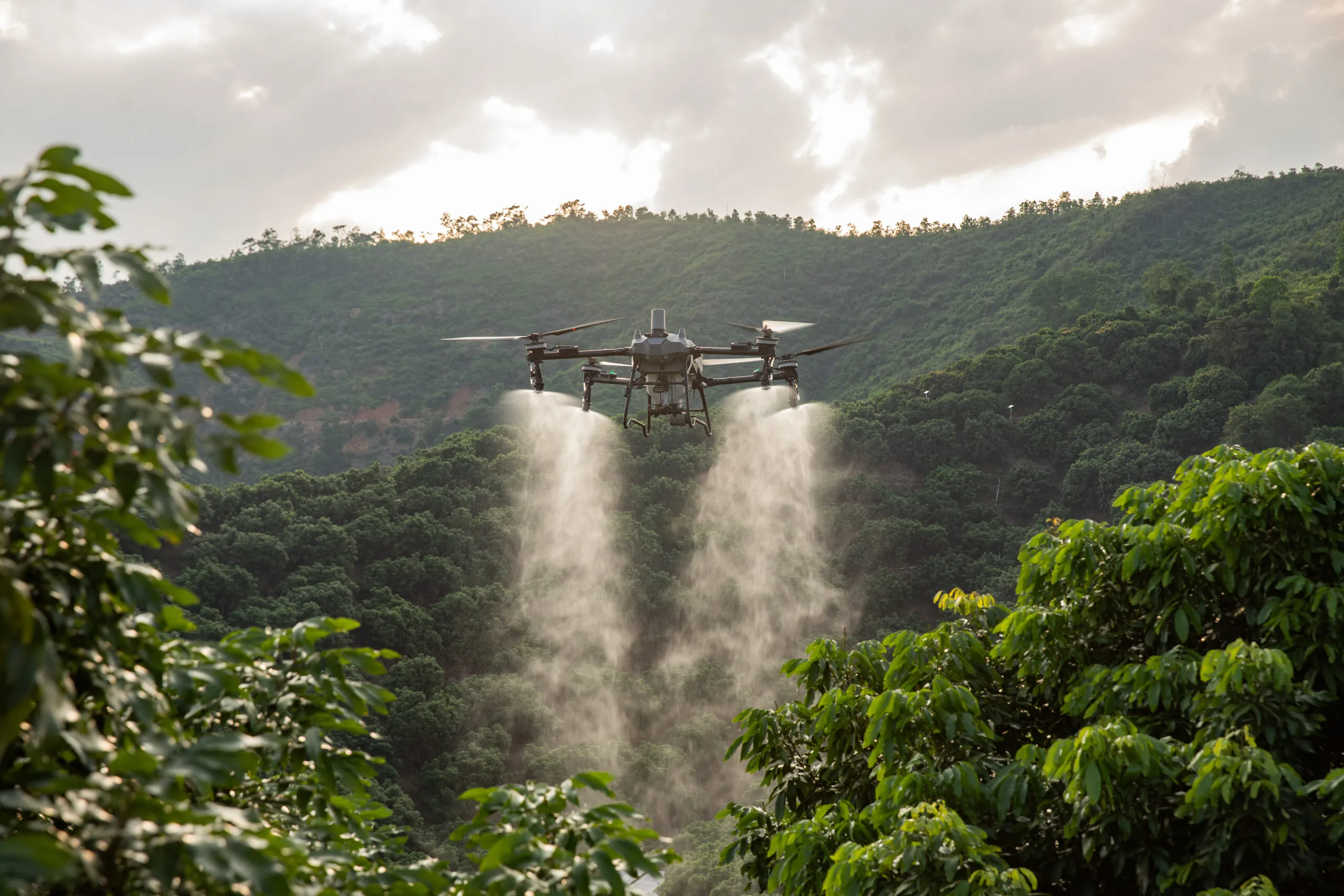 DJI Agras T70P spraying a lychee orchard