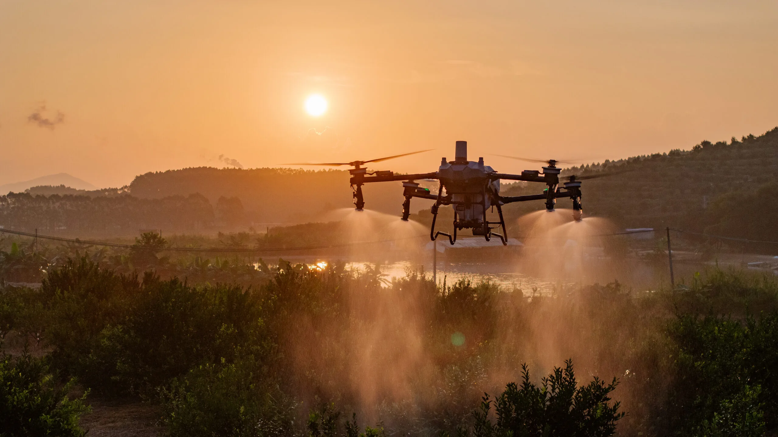 DJI Agras T70P spraying a lychee orchard